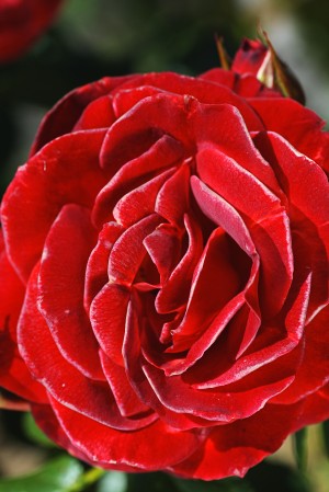 Romance Red Rose
